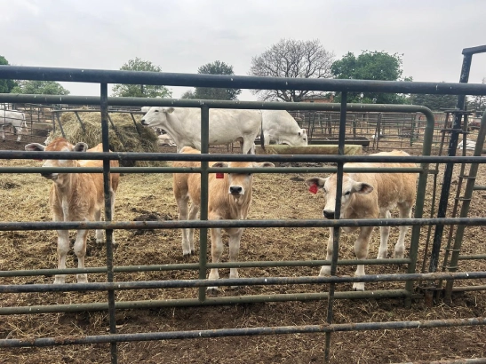 cattles