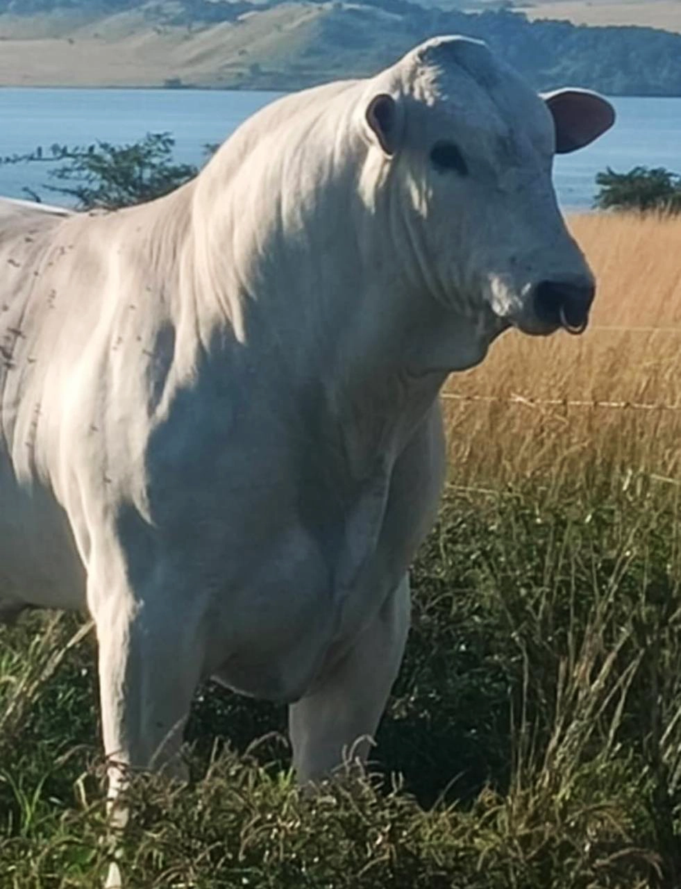 aboutcow